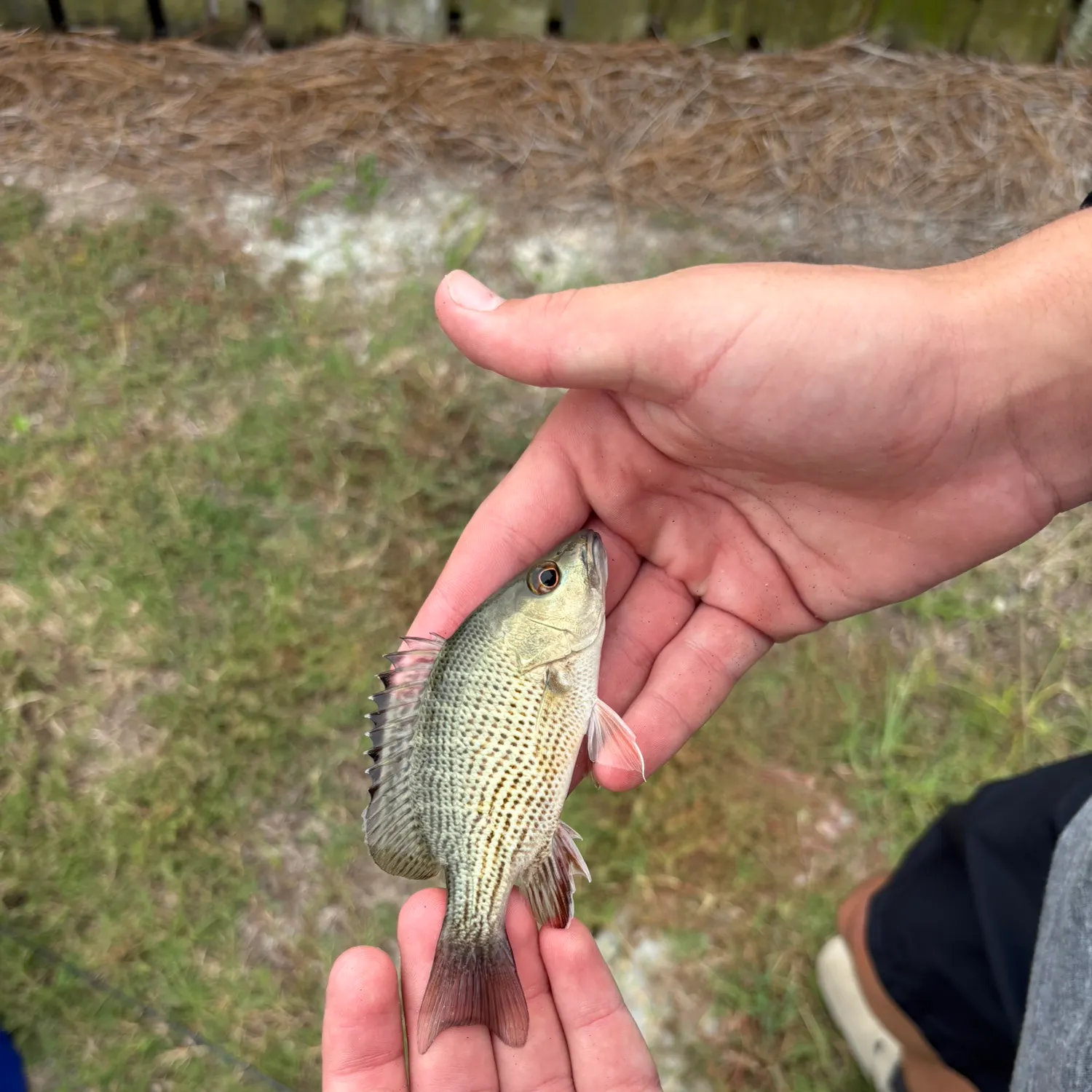 Mangrove snapper caught on Fishbrain