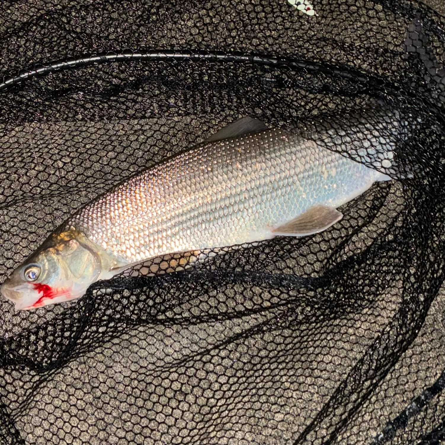 The most recent Lake whitefish catches on Fishbrain