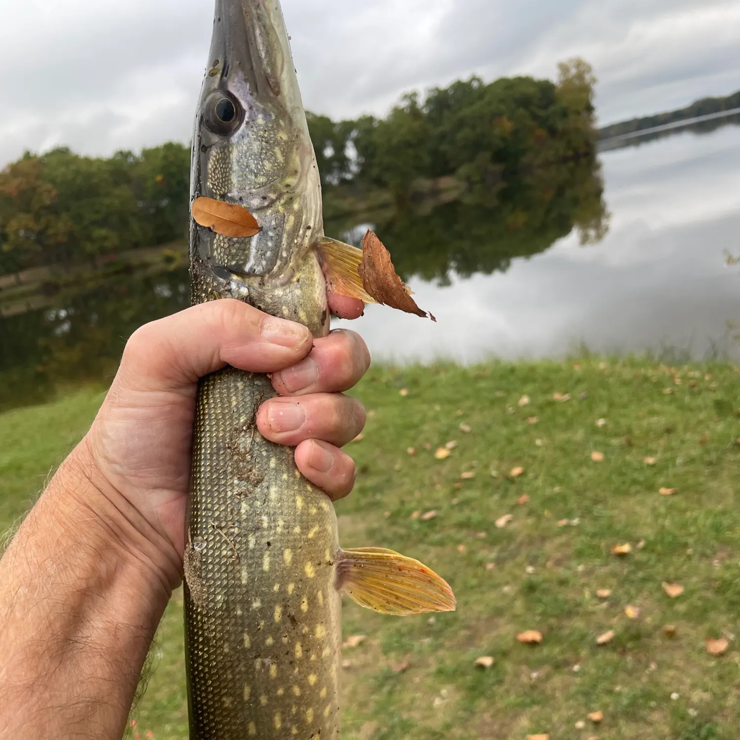 Northern pike caught on Fishbrain
