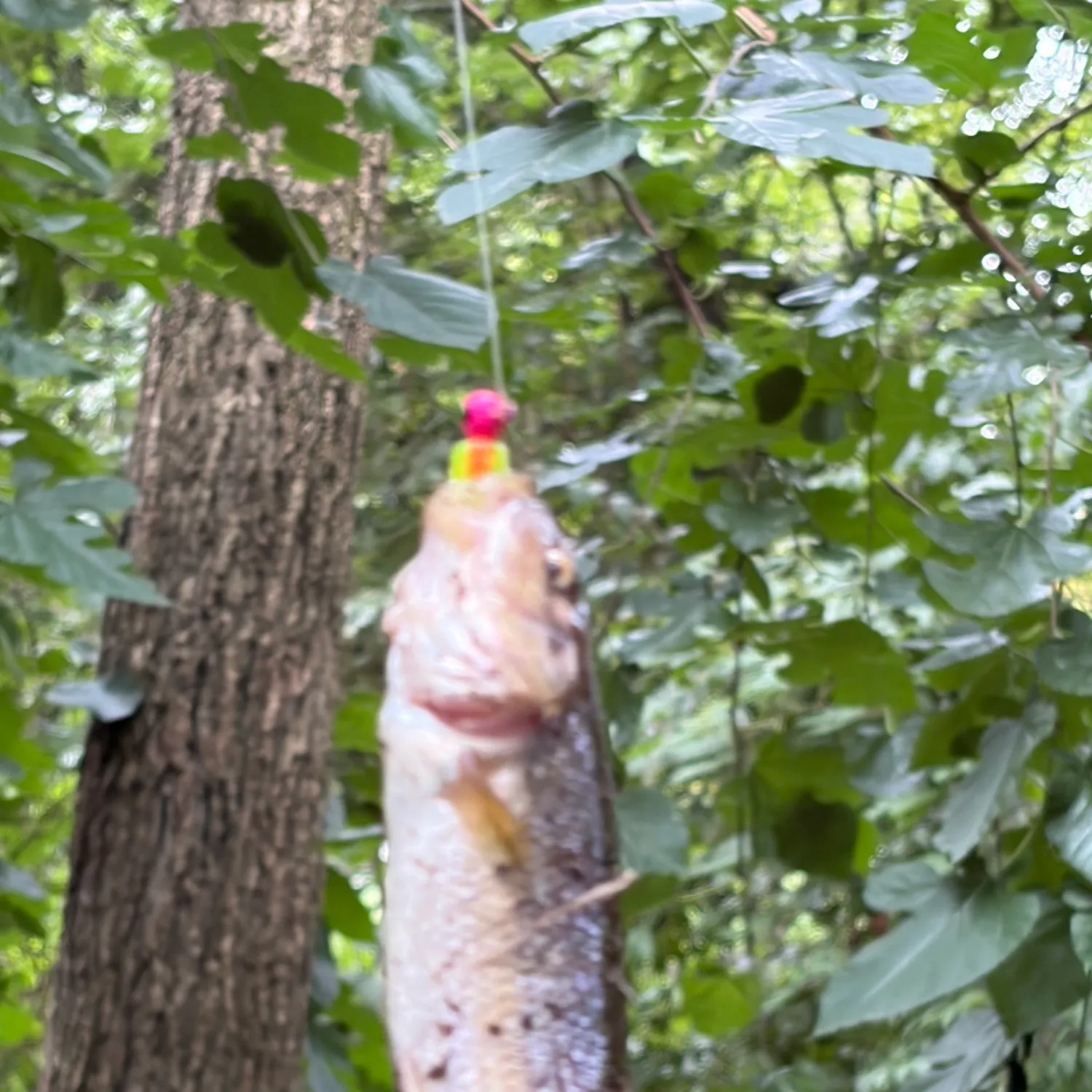 Creek chub caught on Fishbrain