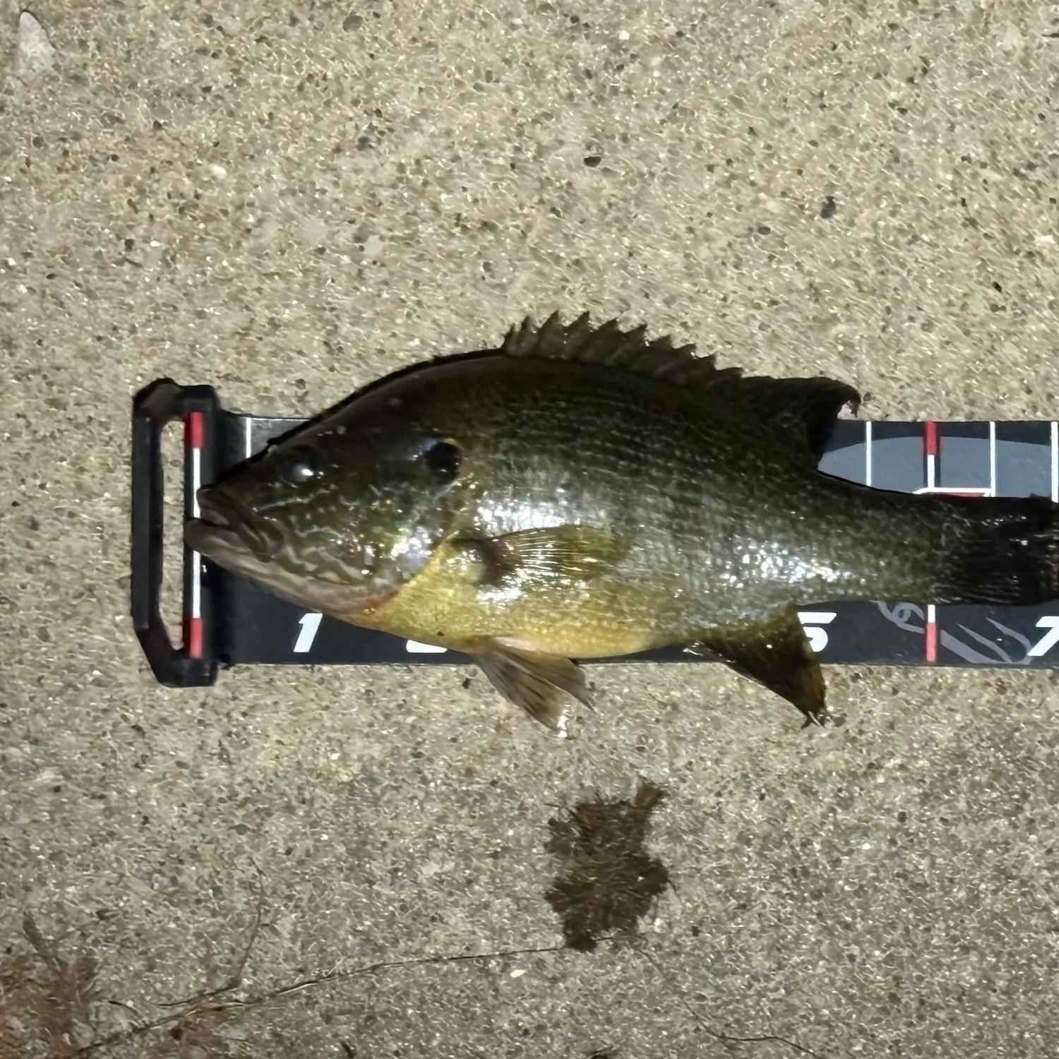 Green sunfish caught on Fishbrain