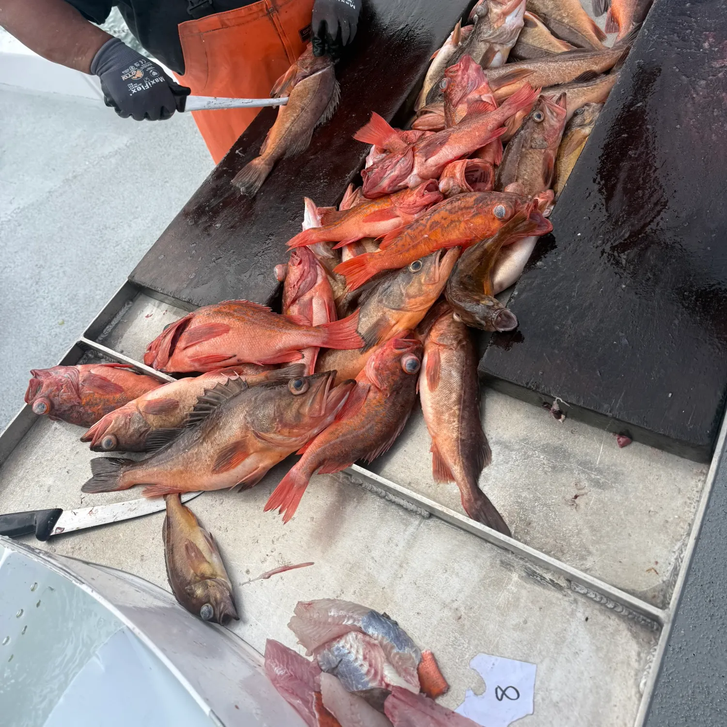 The most recent Redstripe rockfish catches on Fishbrain