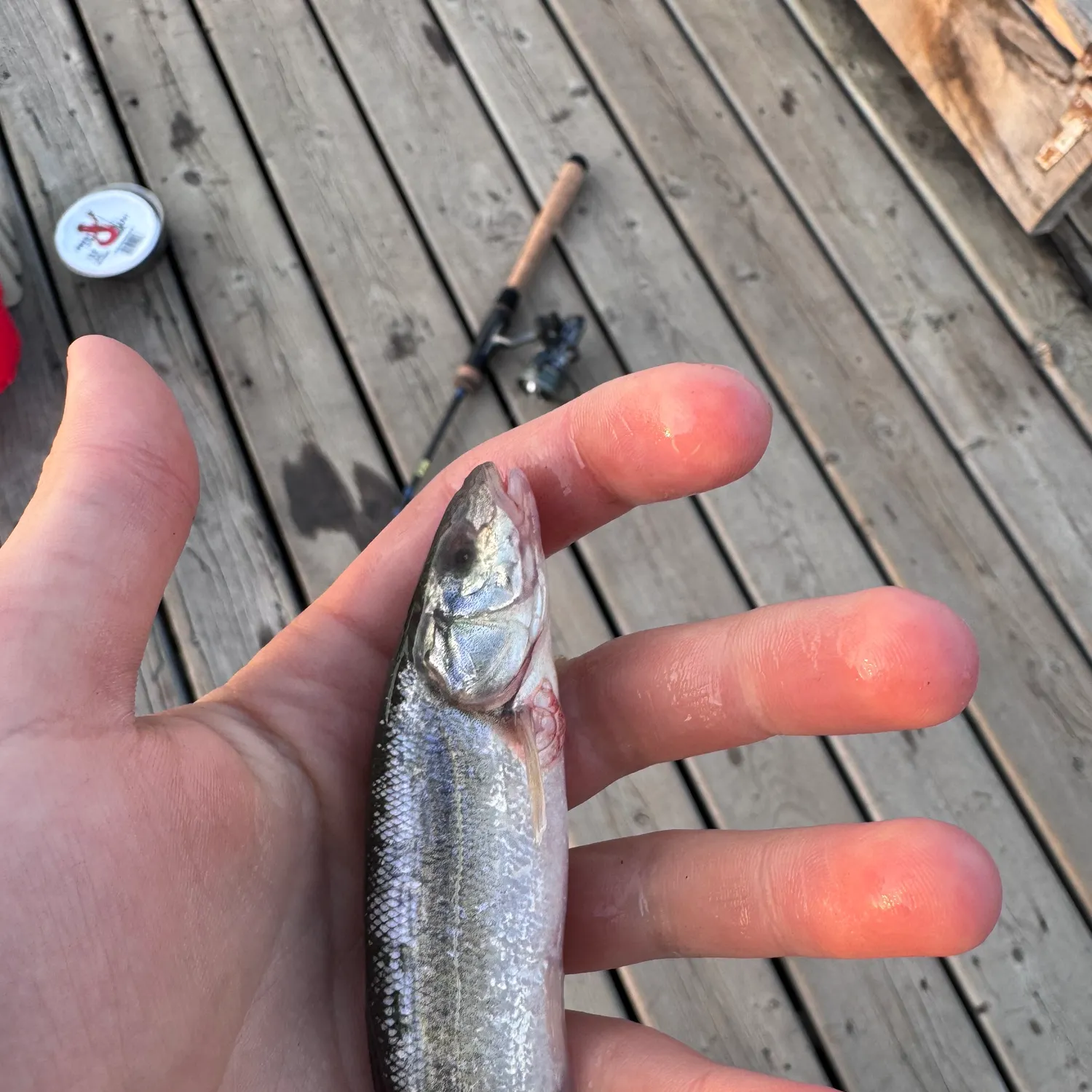 Rainbow trout caught on Fishbrain