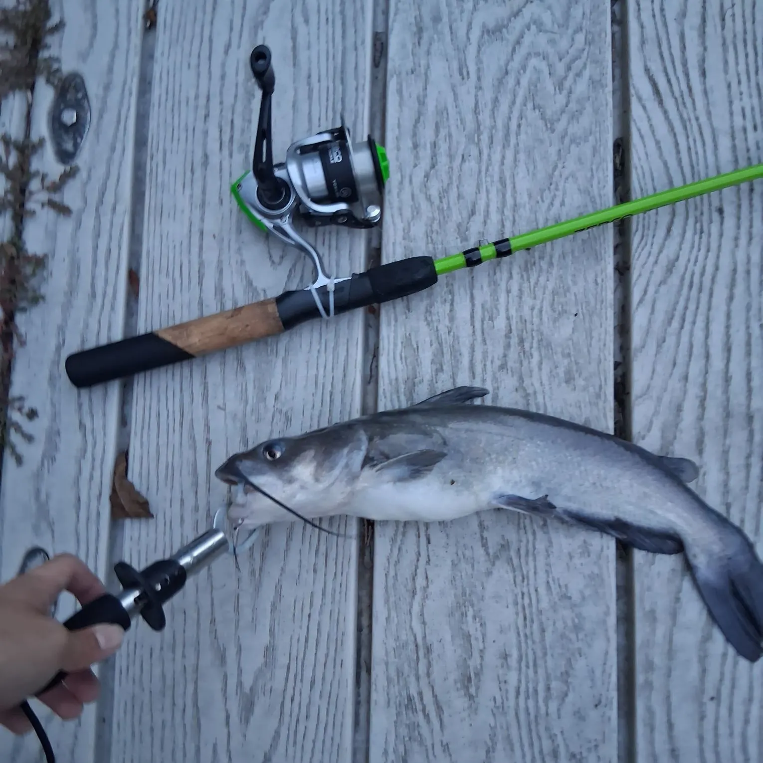 recently logged catches