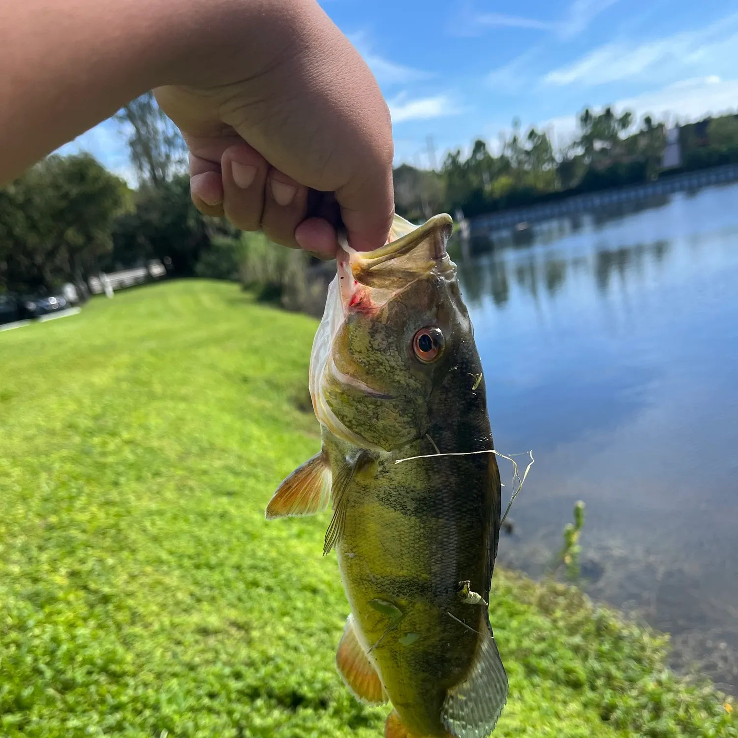 Butterfly peacock bass caught on Fishbrain