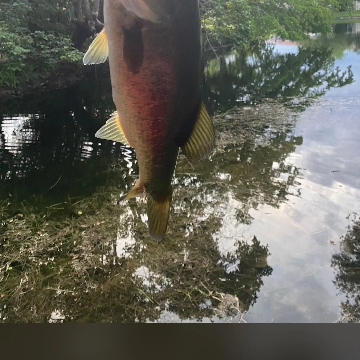 The most recent Florida bass catches on Fishbrain