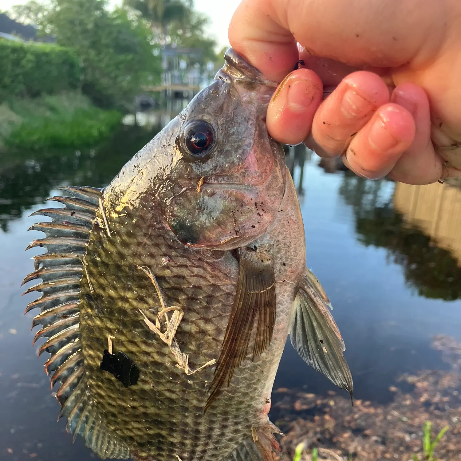 The most recent Nile tilapia catches on Fishbrain