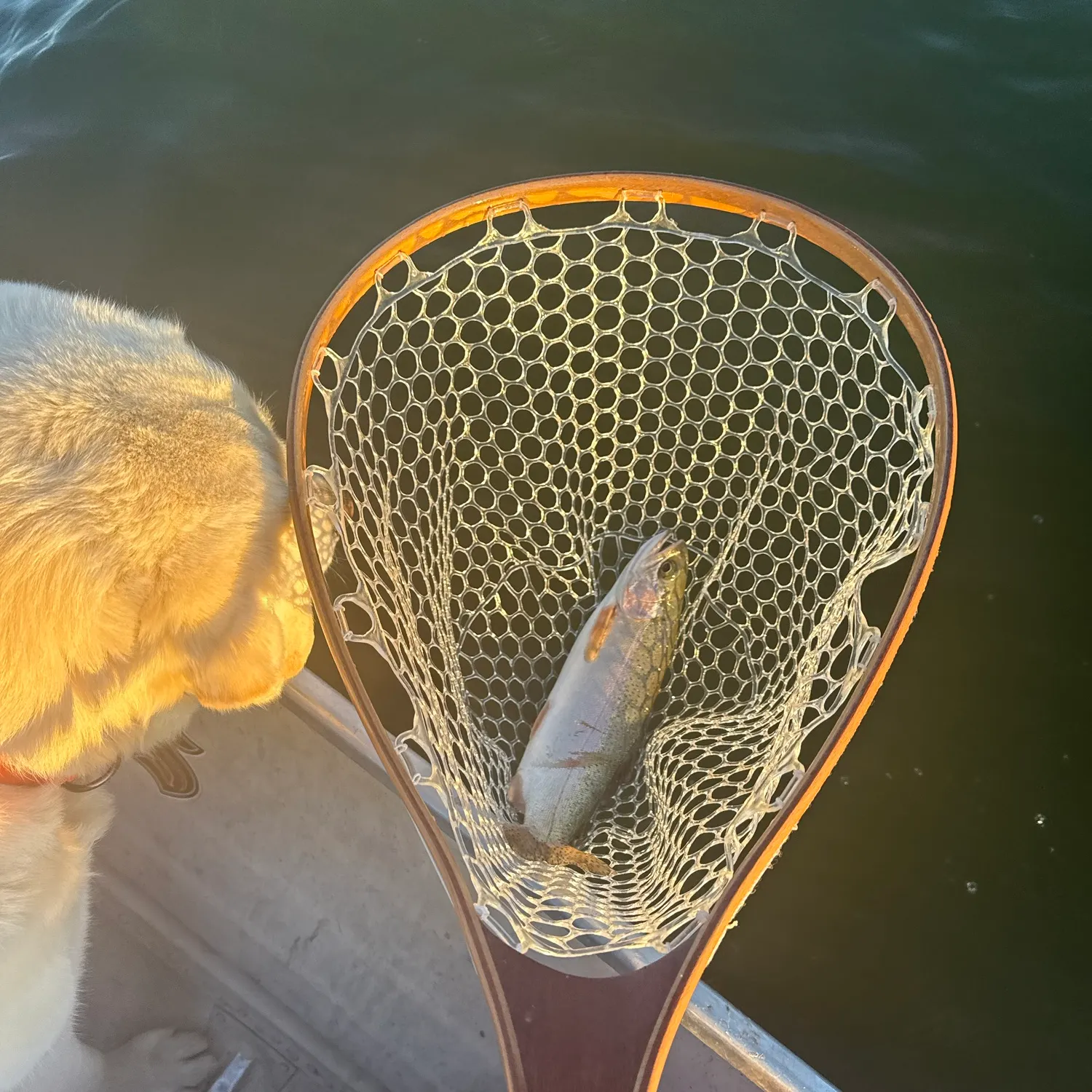 Rainbow trout caught on Fishbrain