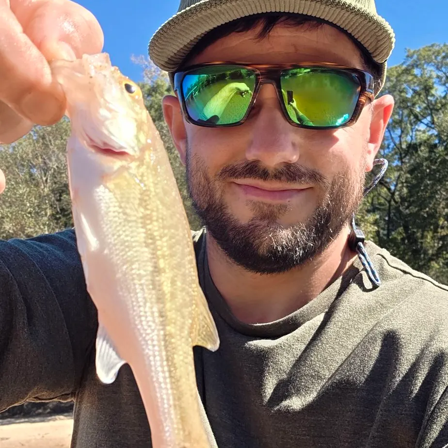 Spotted bass caught on Fishbrain
