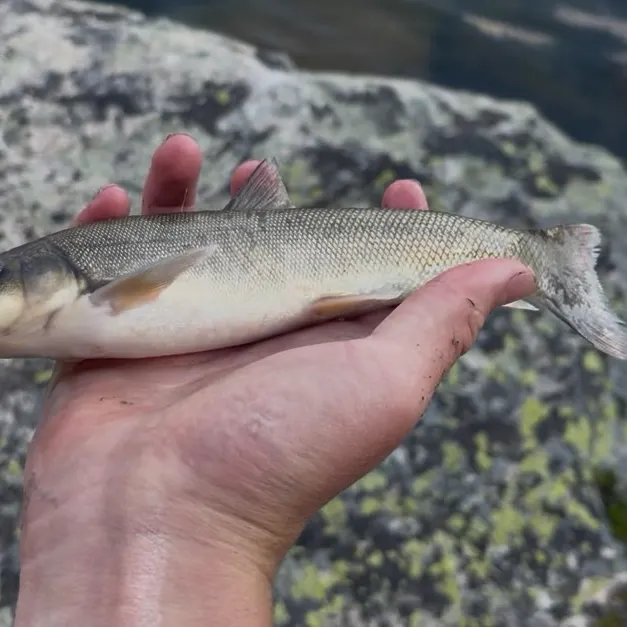 The most recent Longnose sucker catches on Fishbrain