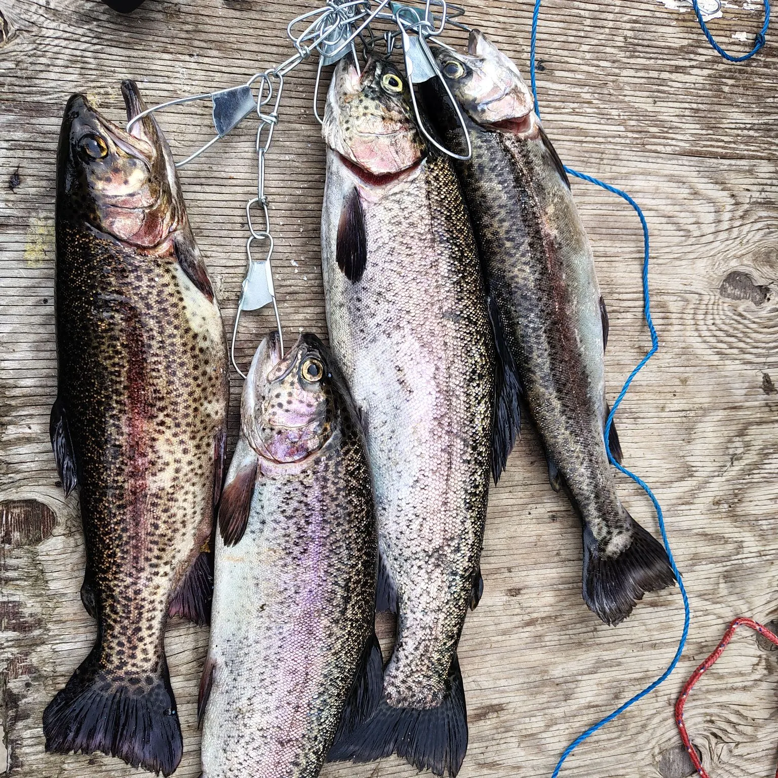 recently logged catches