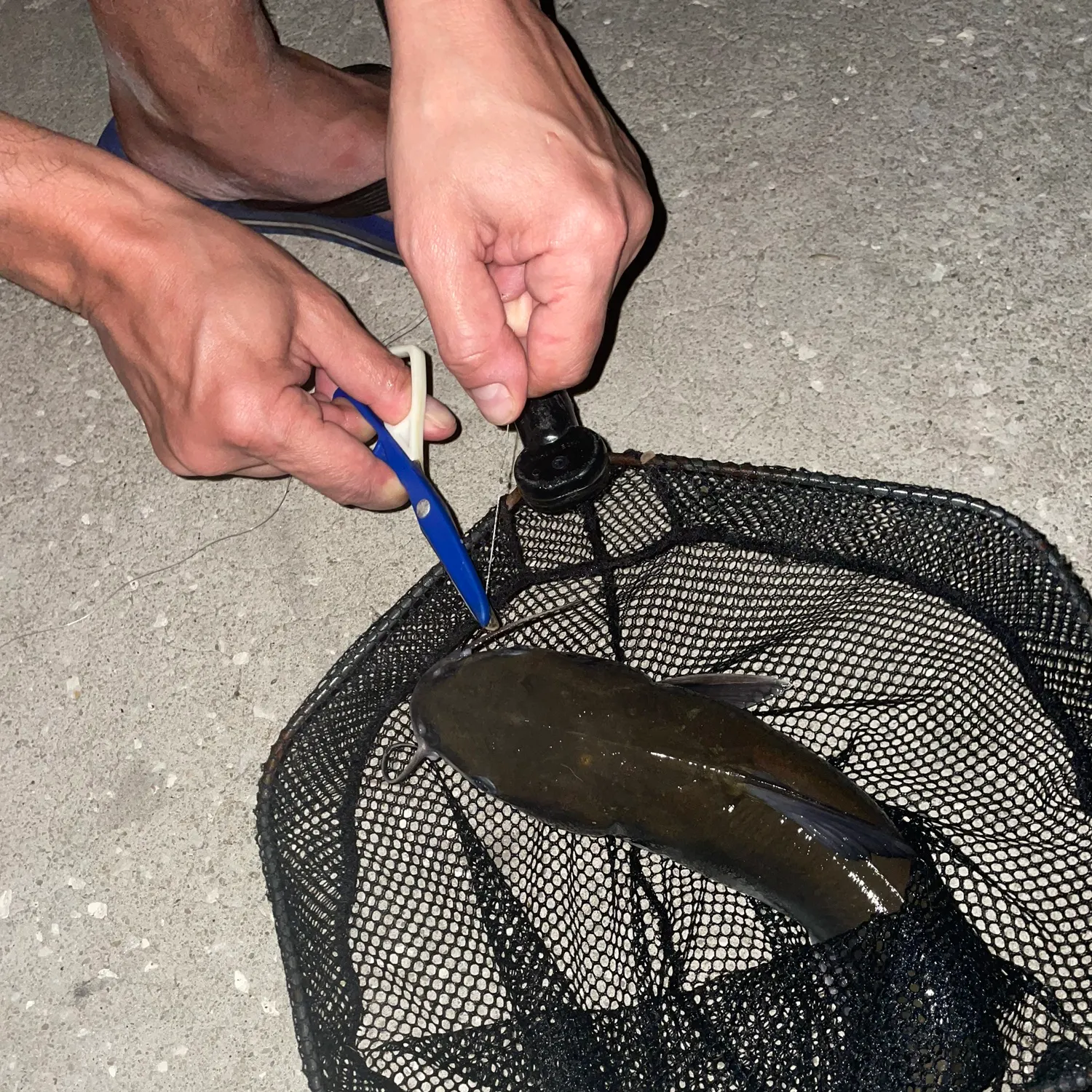 The most recent Walking catfish catches on Fishbrain