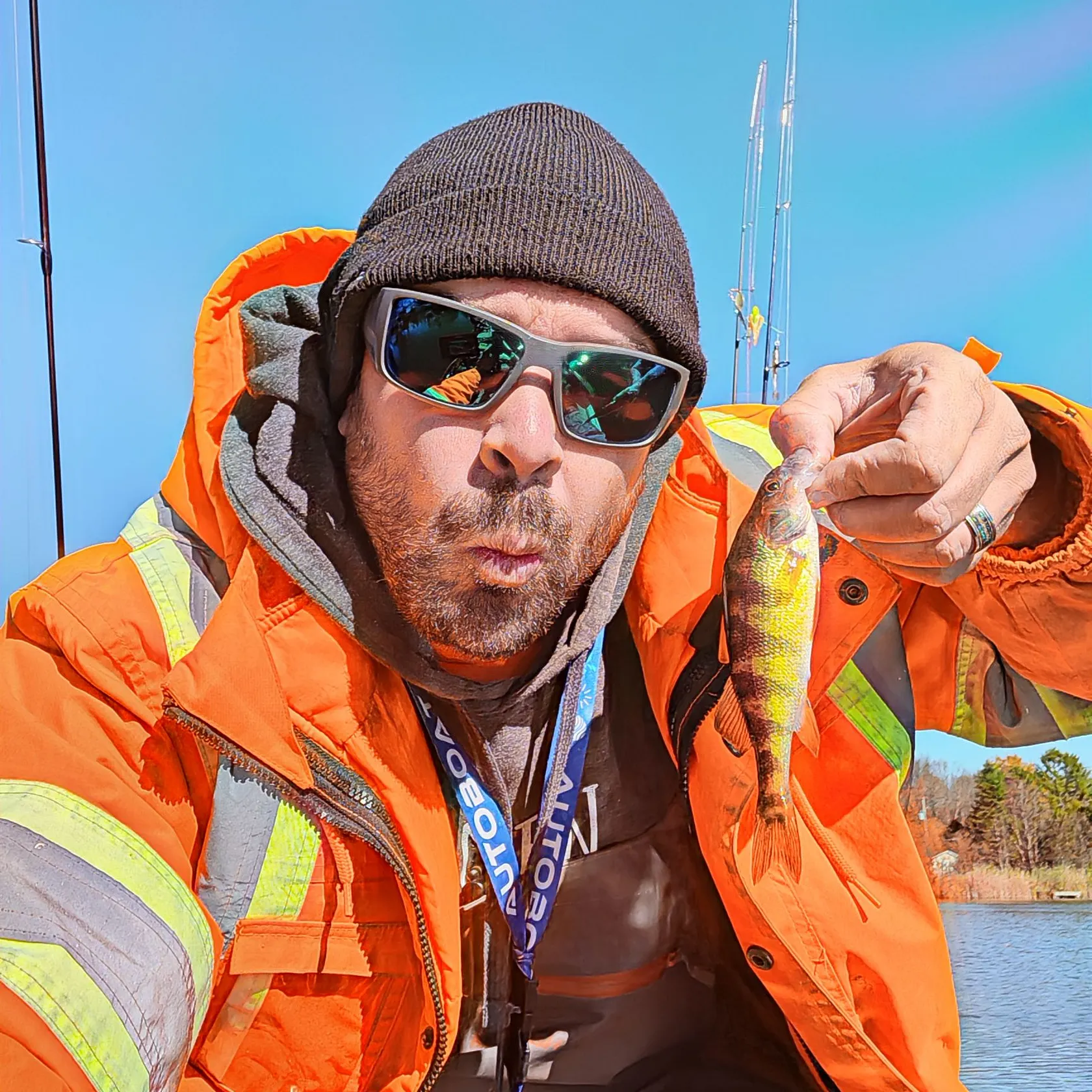 Yellow perch caught on Fishbrain