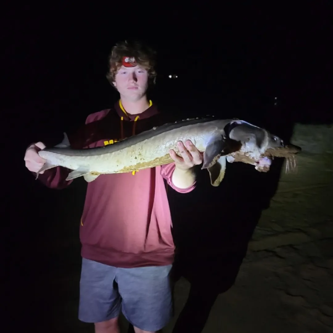 Lake sturgeon caught on Fishbrain