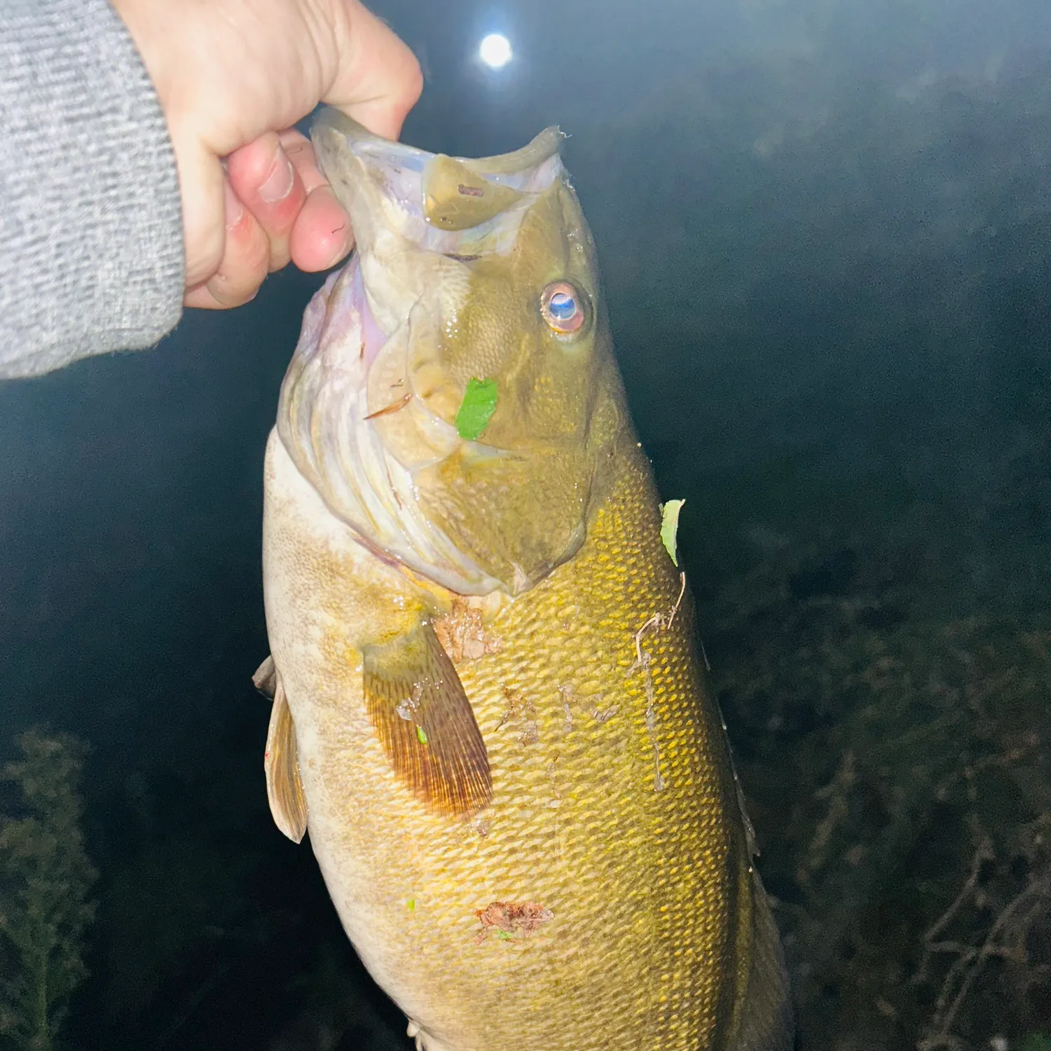 Smallmouth bass caught on Fishbrain