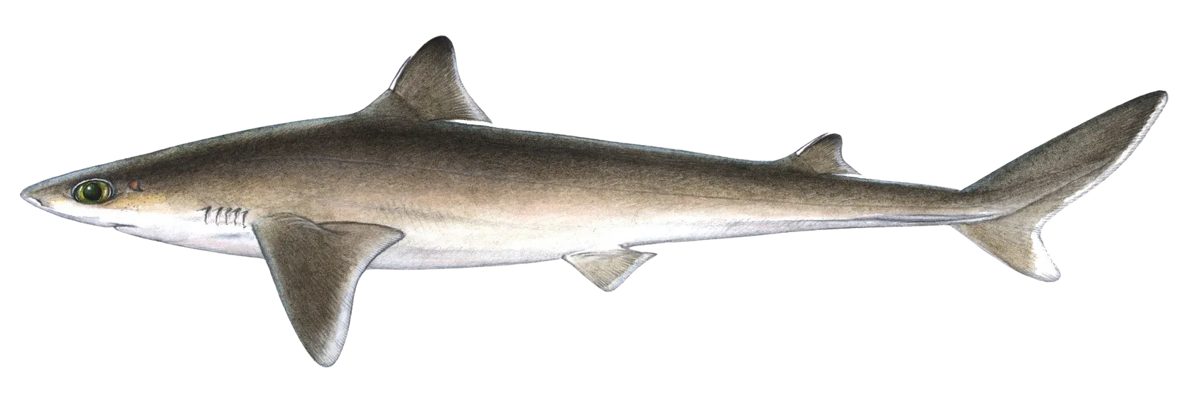 Cuban dogfish