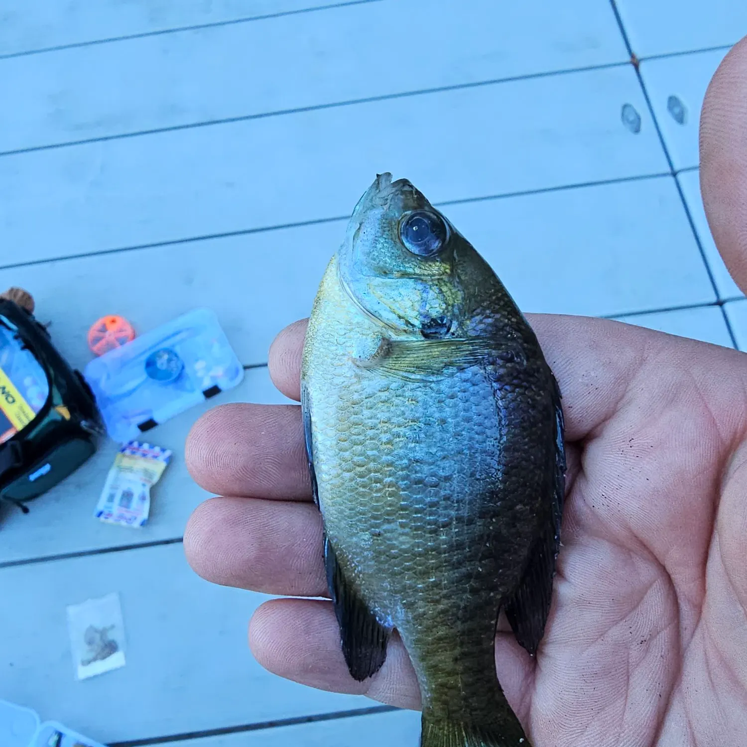 Bluegill caught on Fishbrain
