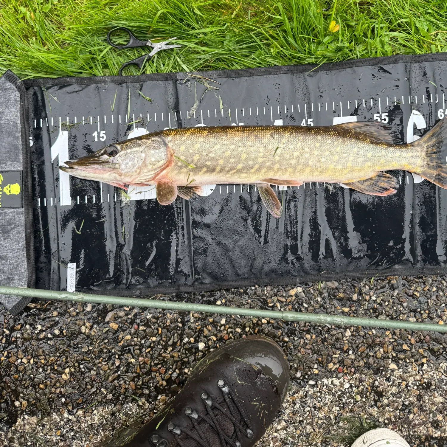 Northern pike caught on Fishbrain