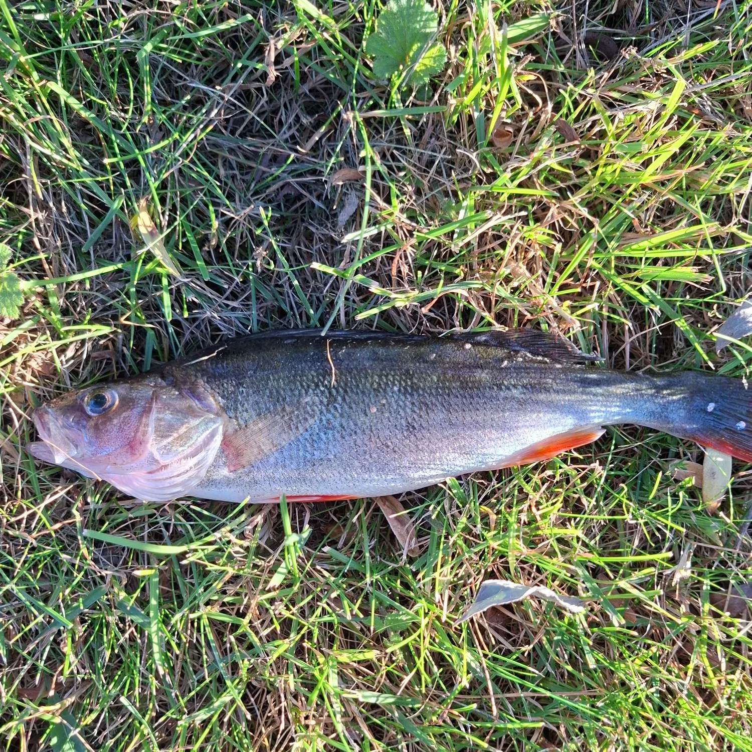 European perch caught on Fishbrain
