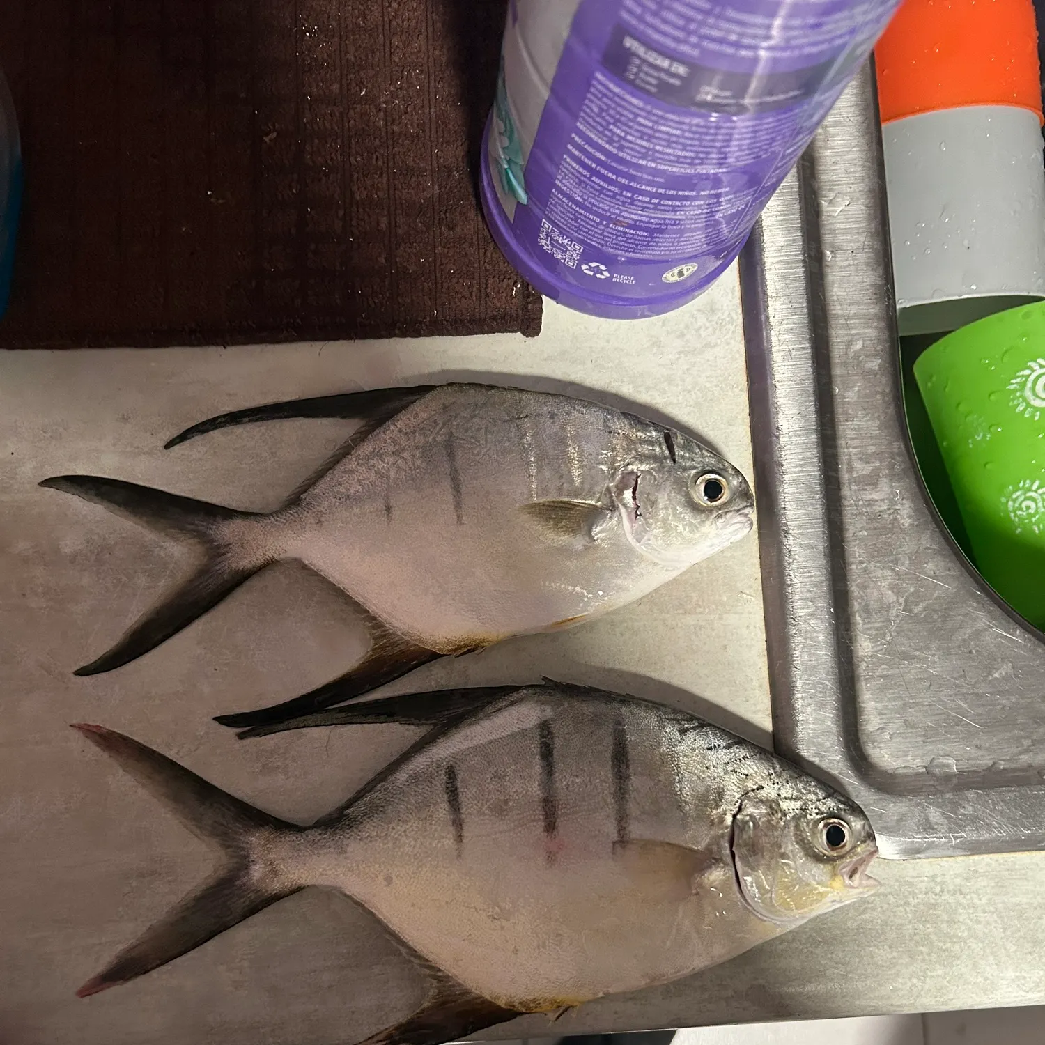 The most recent Palometa catches on Fishbrain