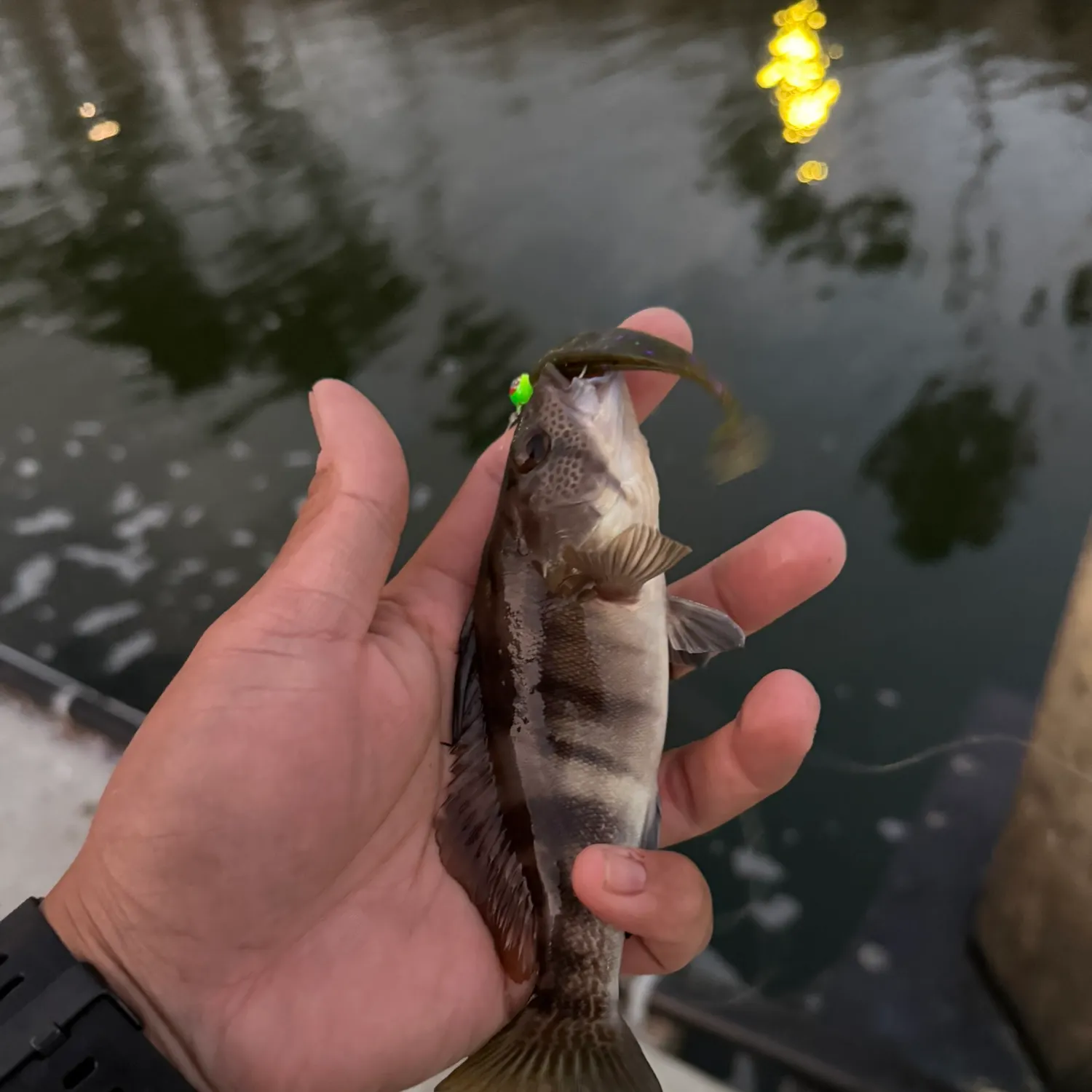 Barred sand bass caught on Fishbrain