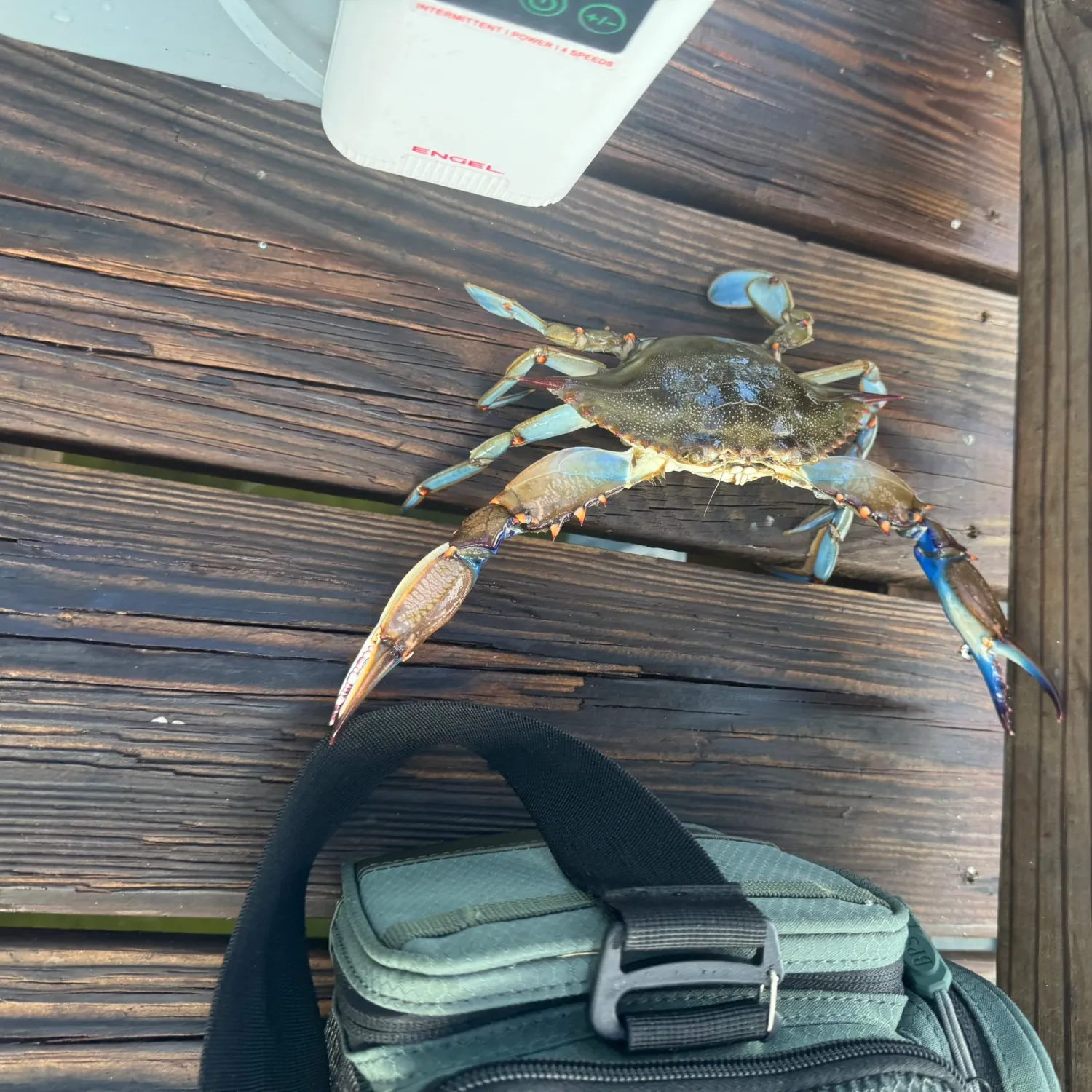 Blue crab caught on Fishbrain