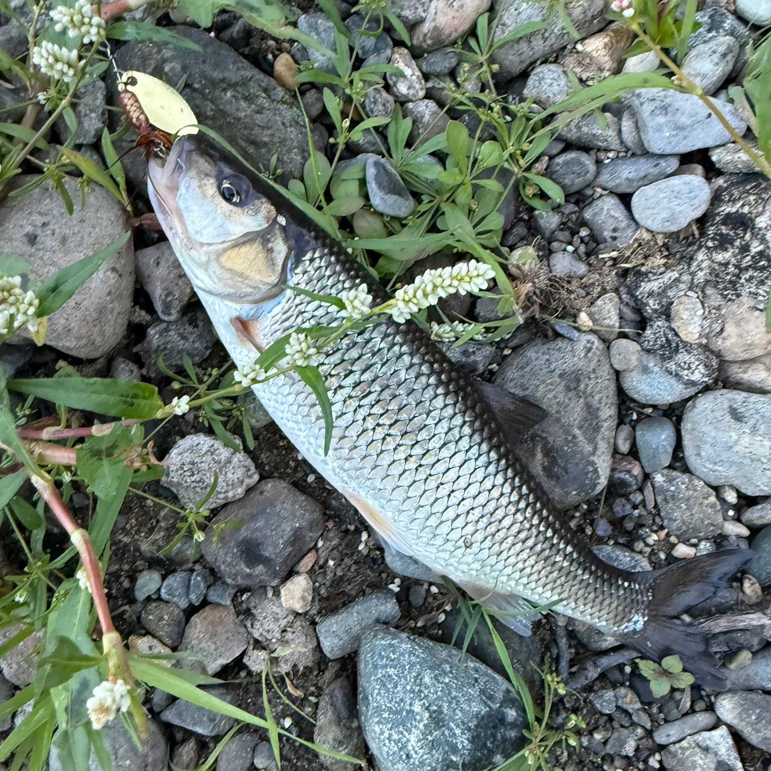 Fallfish caught on Fishbrain