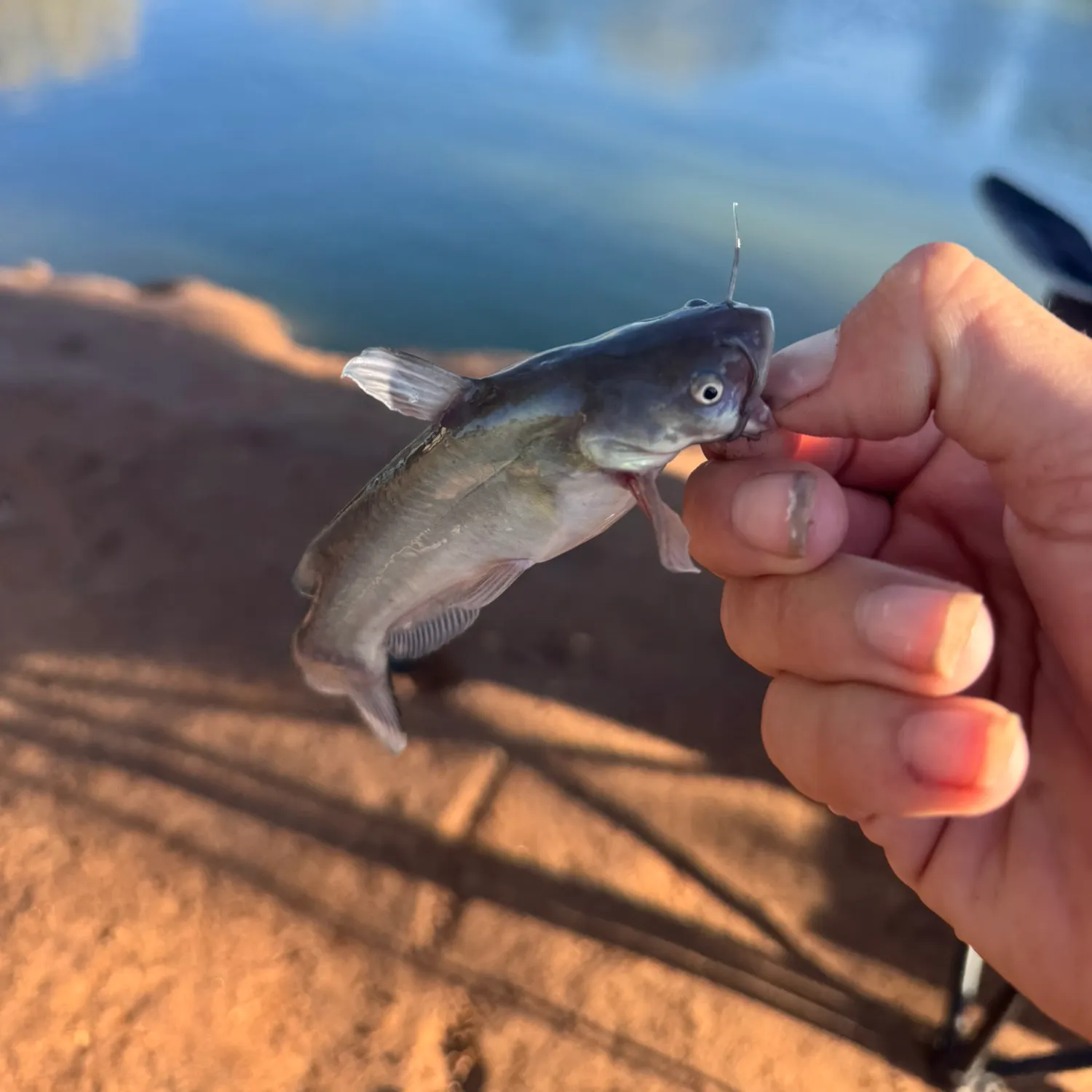 Black bullhead caught on Fishbrain