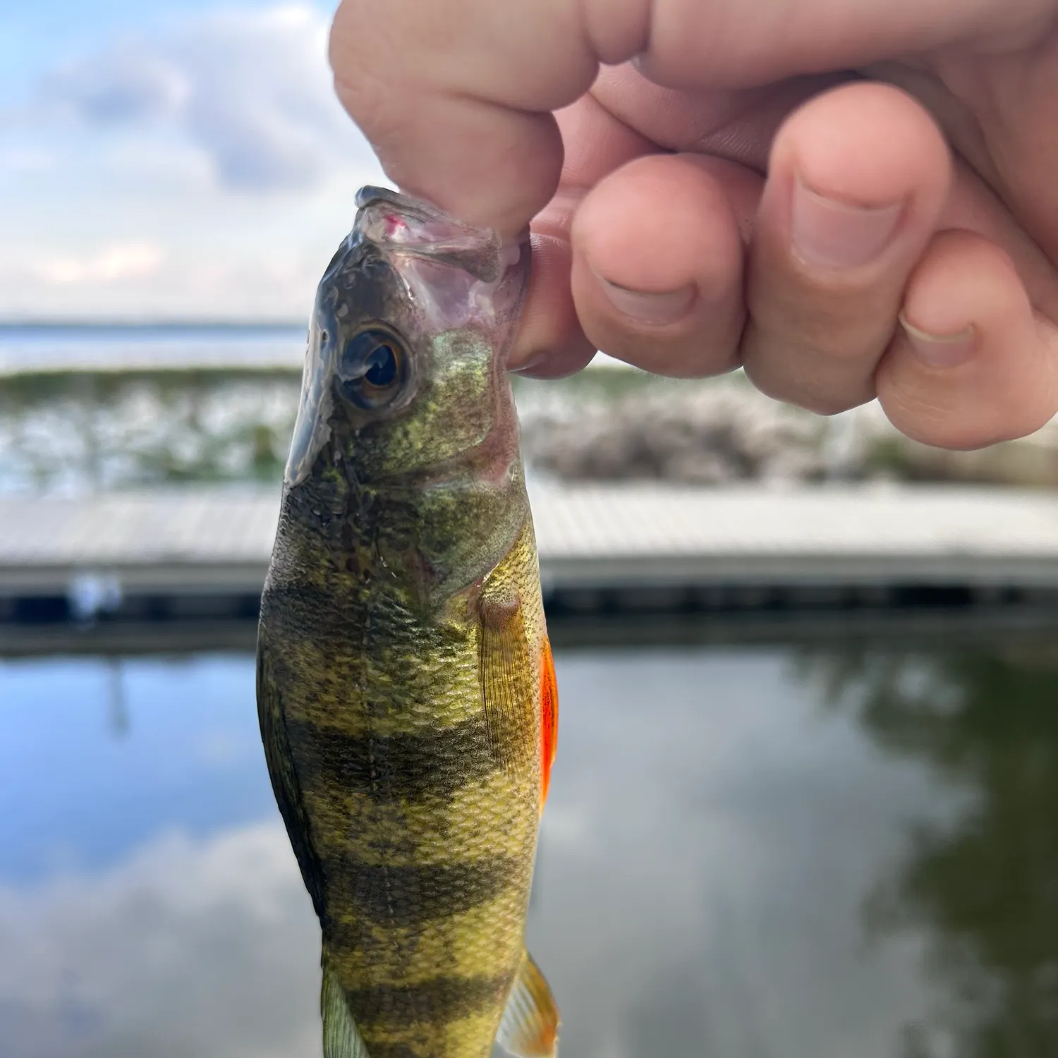 Yellow perch caught on Fishbrain