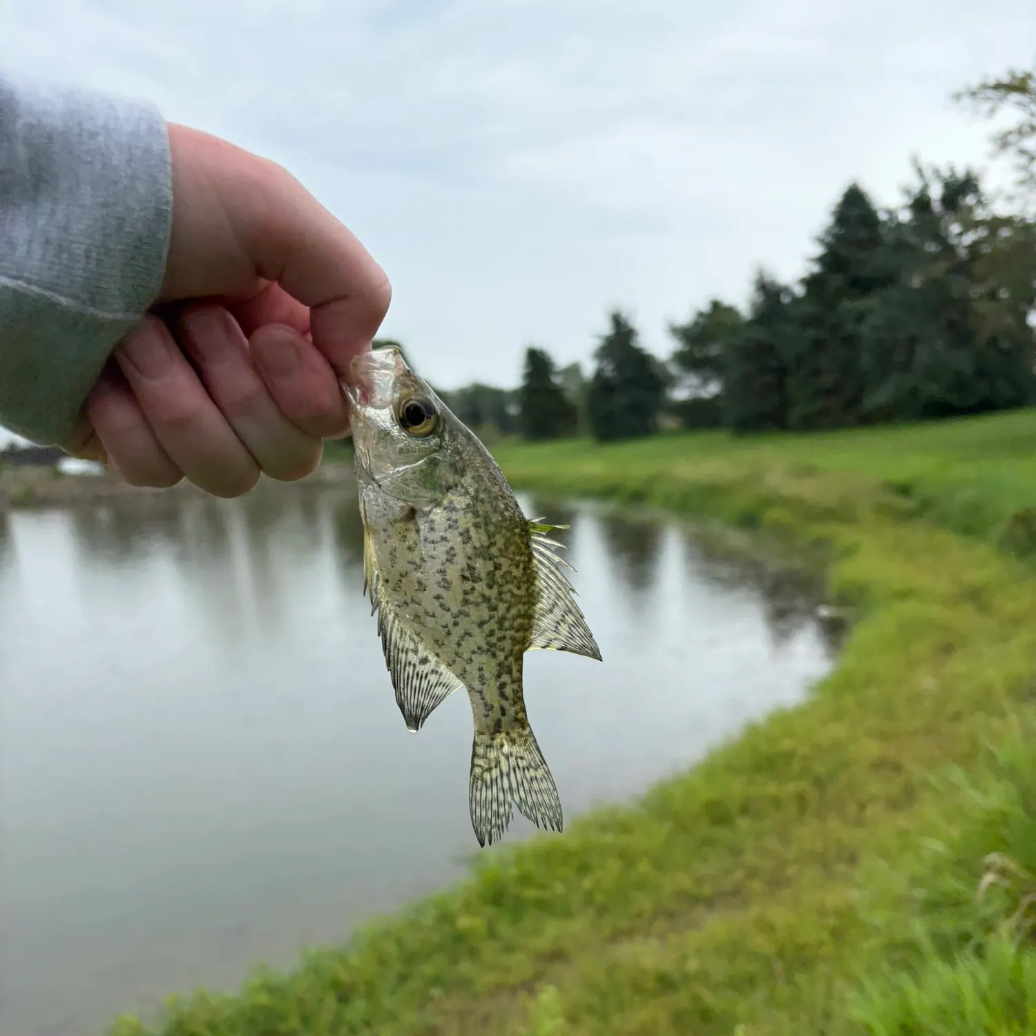 Black crappie caught on Fishbrain