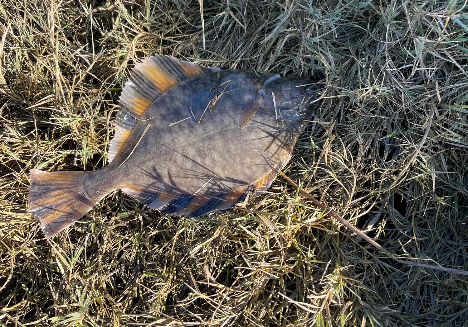 Windowpane flounder