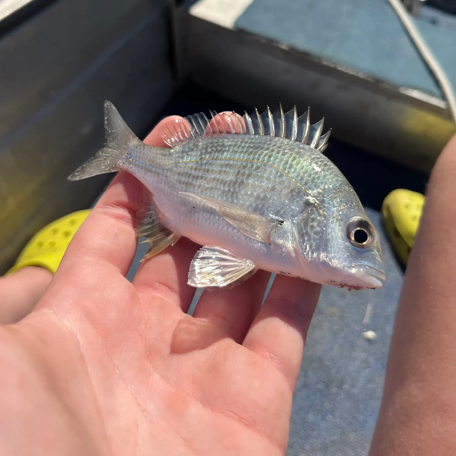 Surf bream caught on Fishbrain