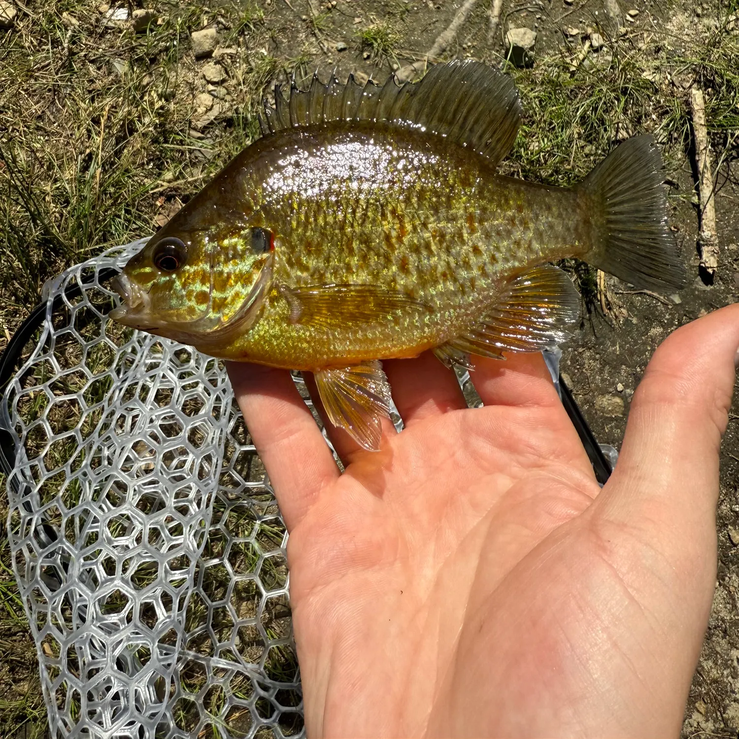 The most recent Pumpkinseed catches on Fishbrain
