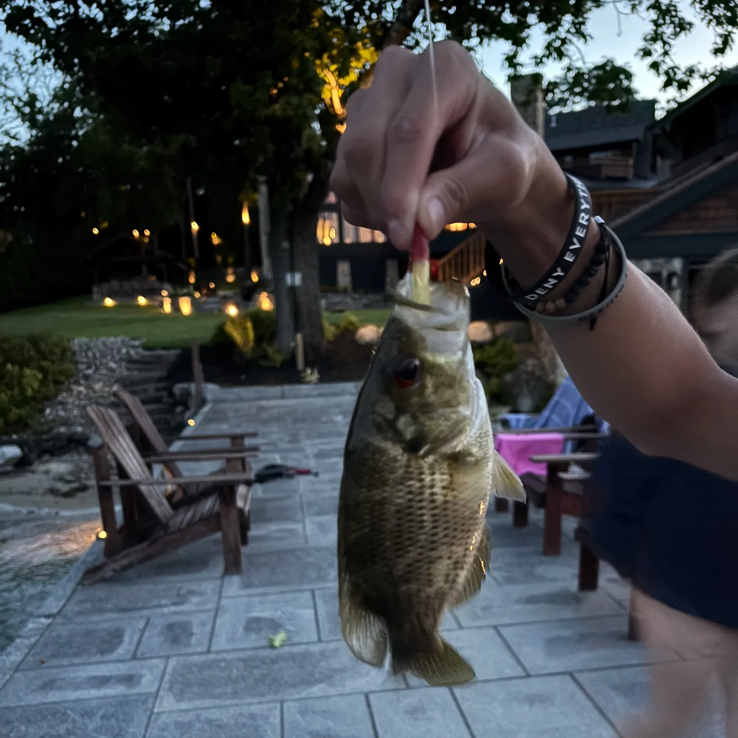 Rock bass caught on Fishbrain