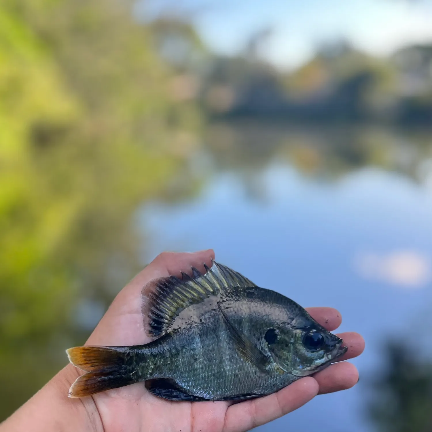 Bluegill caught on Fishbrain