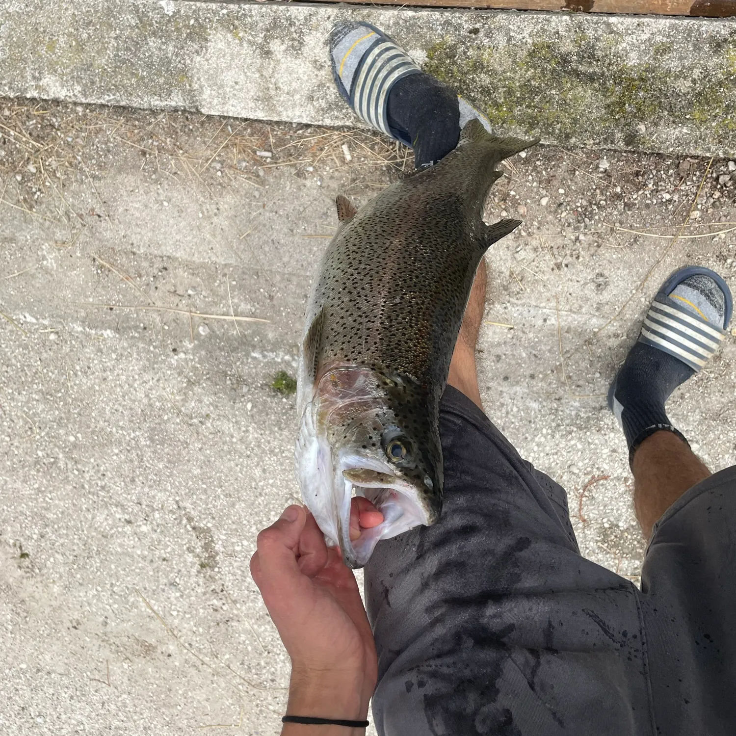 Rainbow trout caught on Fishbrain