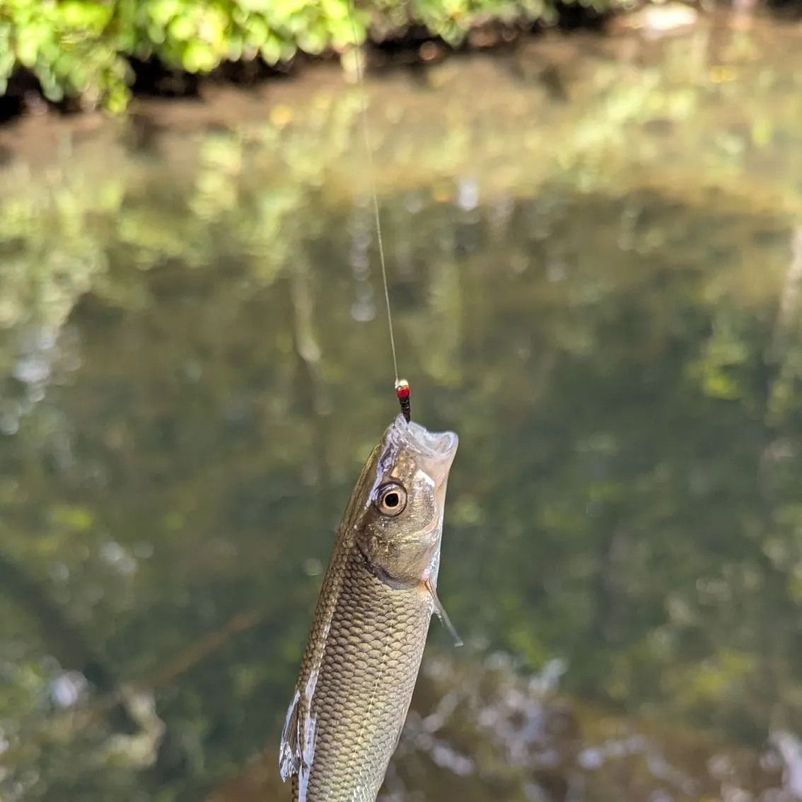 Fallfish caught on Fishbrain