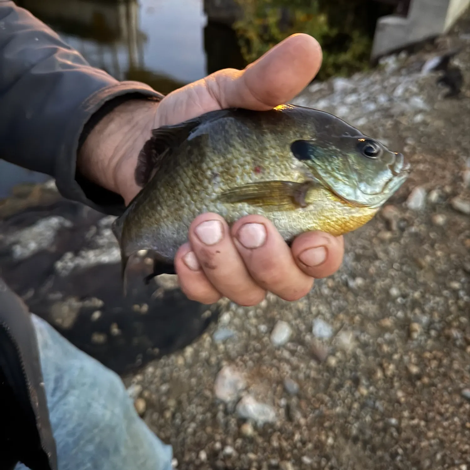 Bluegill caught on Fishbrain