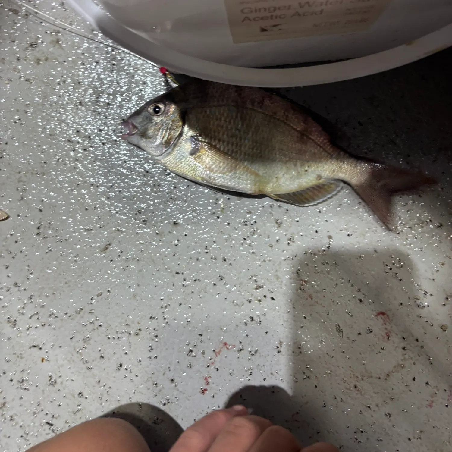 Scup caught on Fishbrain