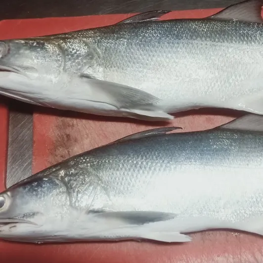 King threadfin caught on Fishbrain