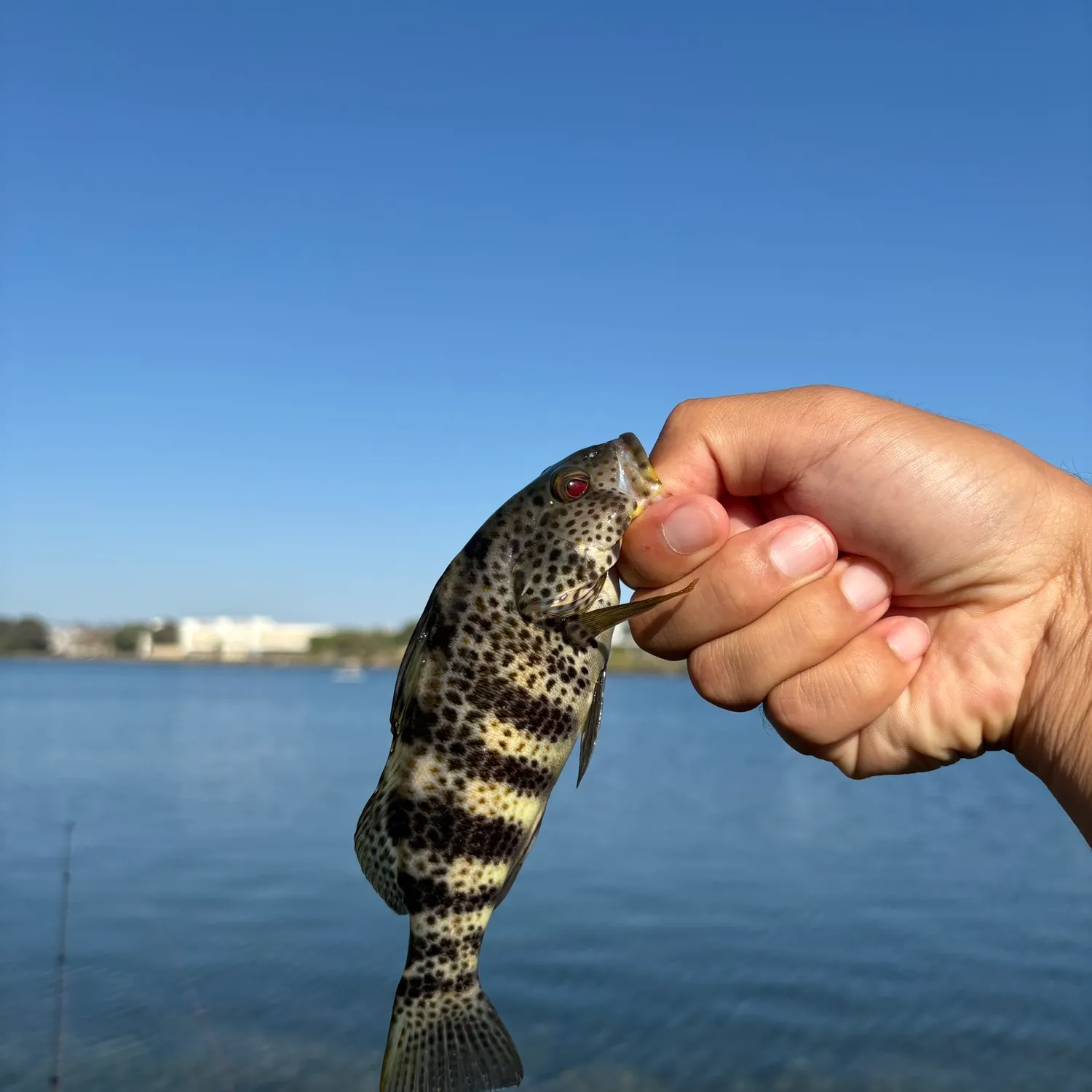 Spotted sand bass caught on Fishbrain