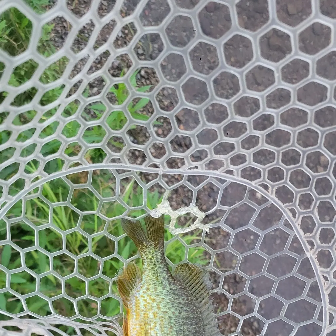 Pumpkinseed caught on Fishbrain
