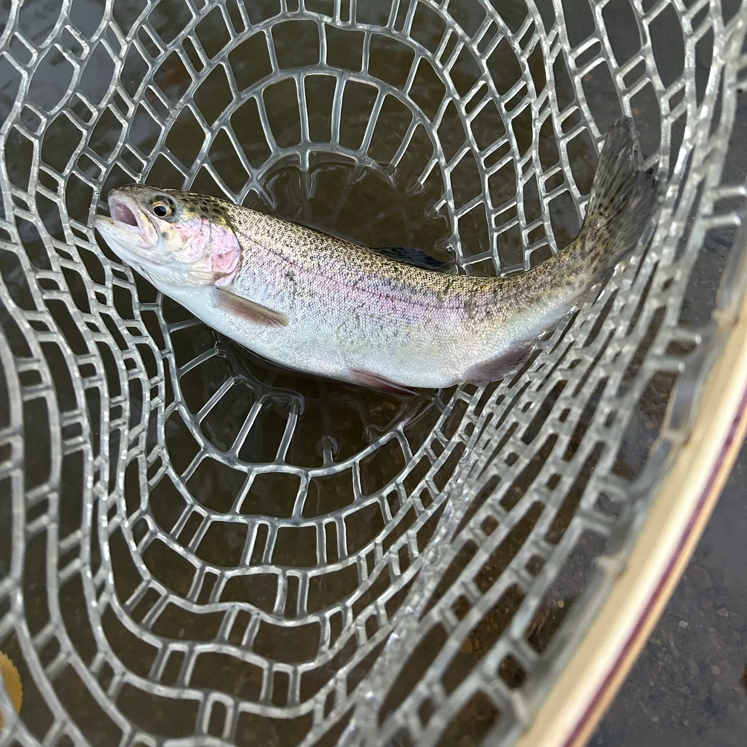 Rainbow trout caught on Fishbrain