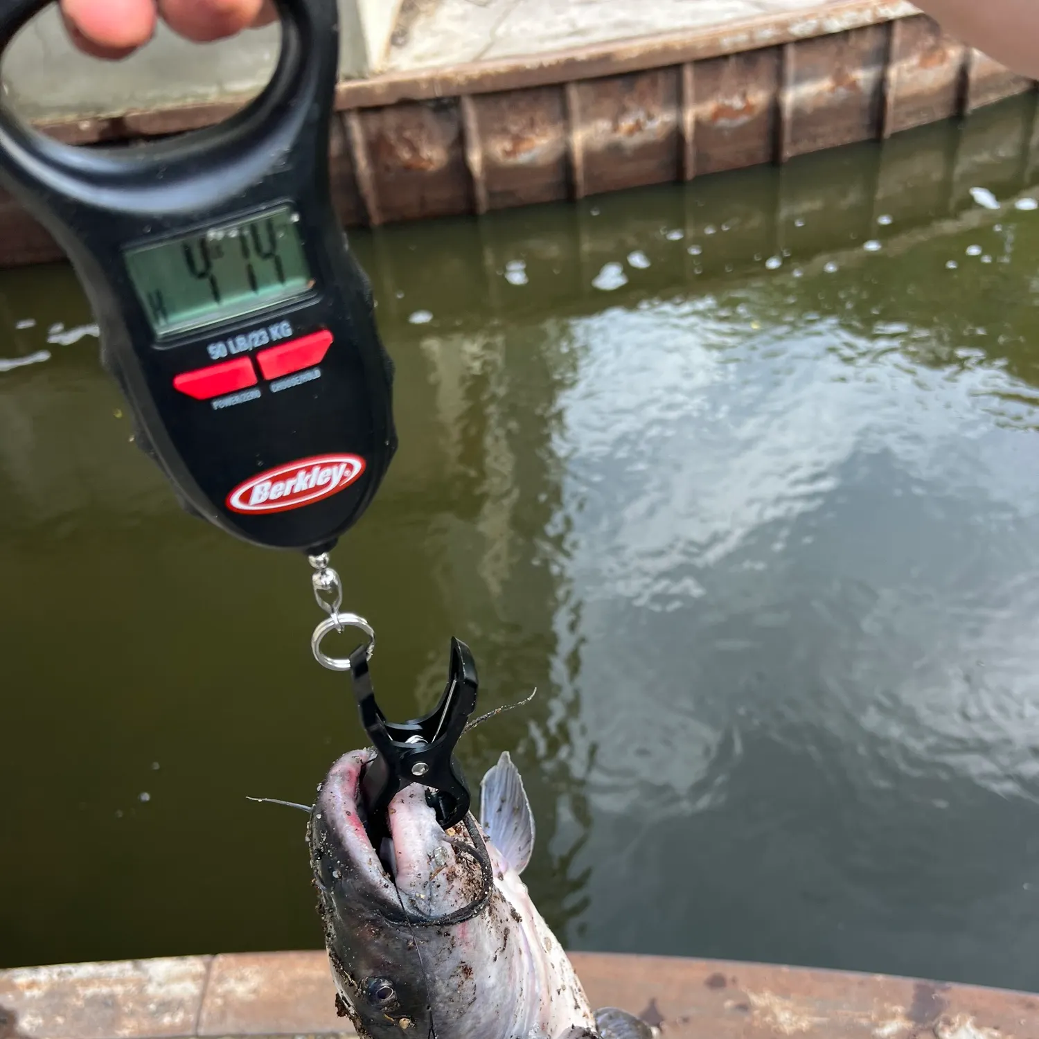 Channel catfish caught on Fishbrain