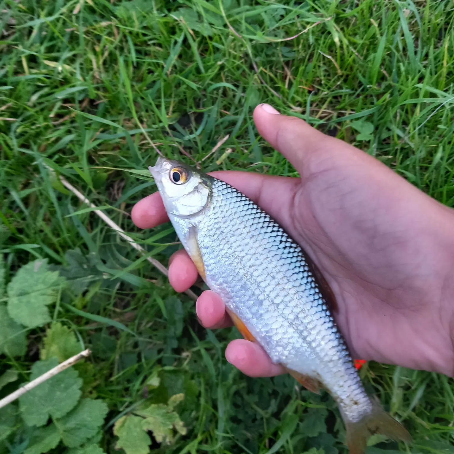 Common roach caught on Fishbrain
