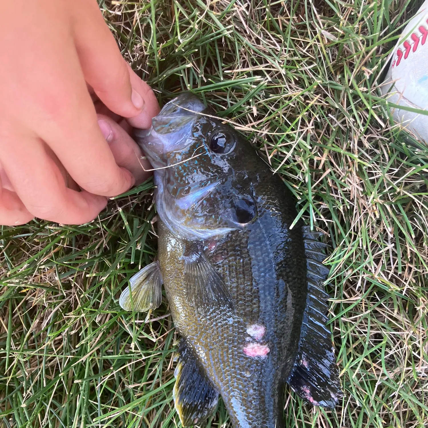 Greengill hybrid caught on Fishbrain