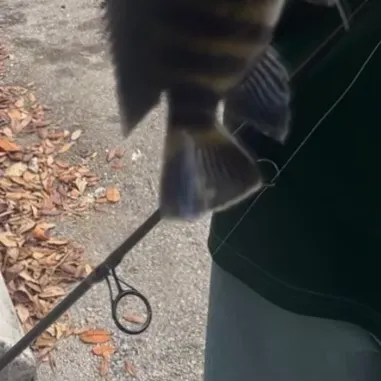 The most recent Zebra tilapia catches on Fishbrain