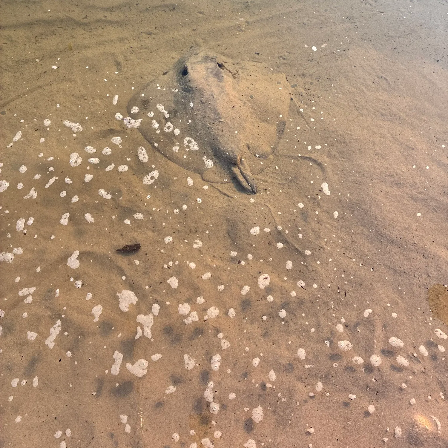 Pelagic stingray caught on Fishbrain