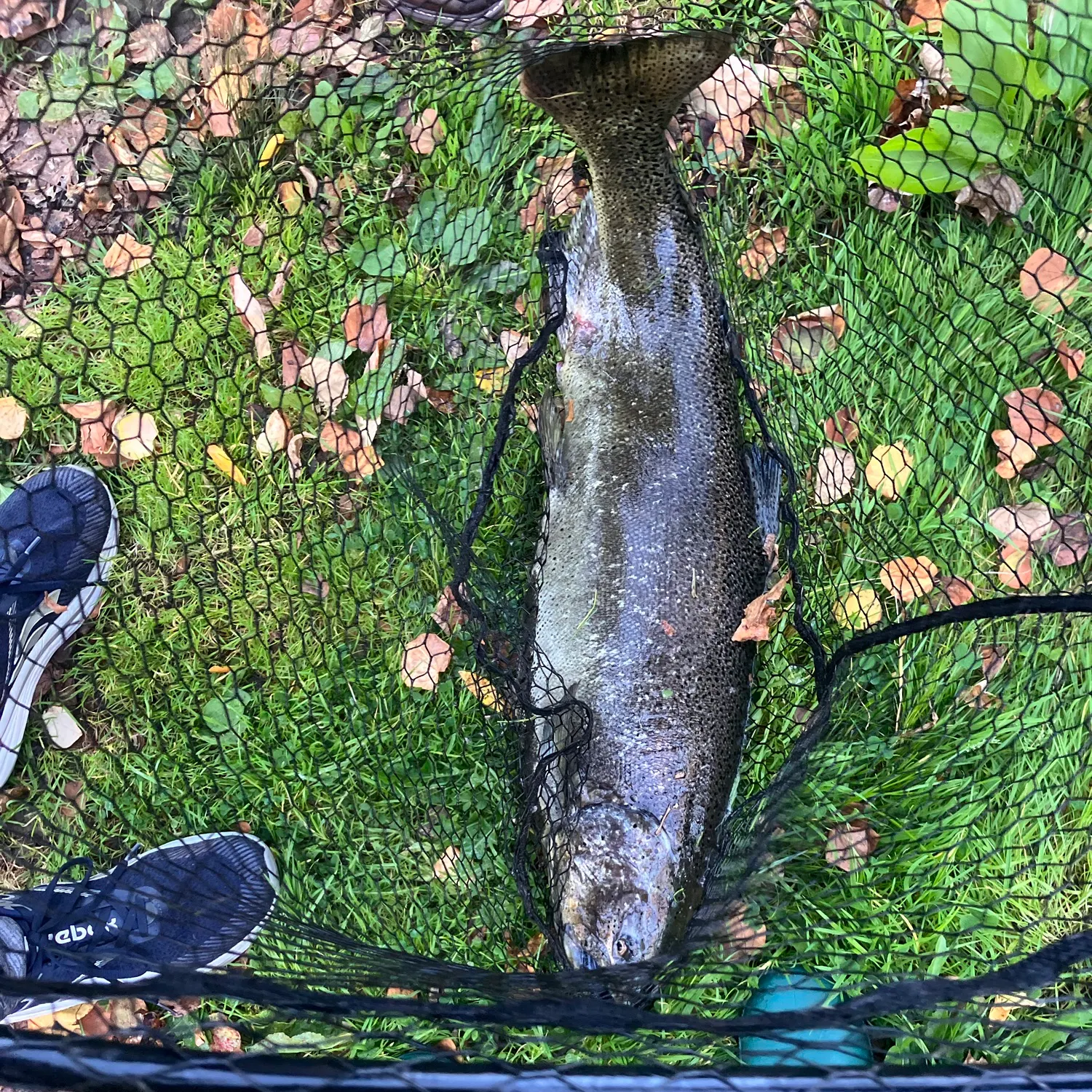 Chinook salmon caught on Fishbrain