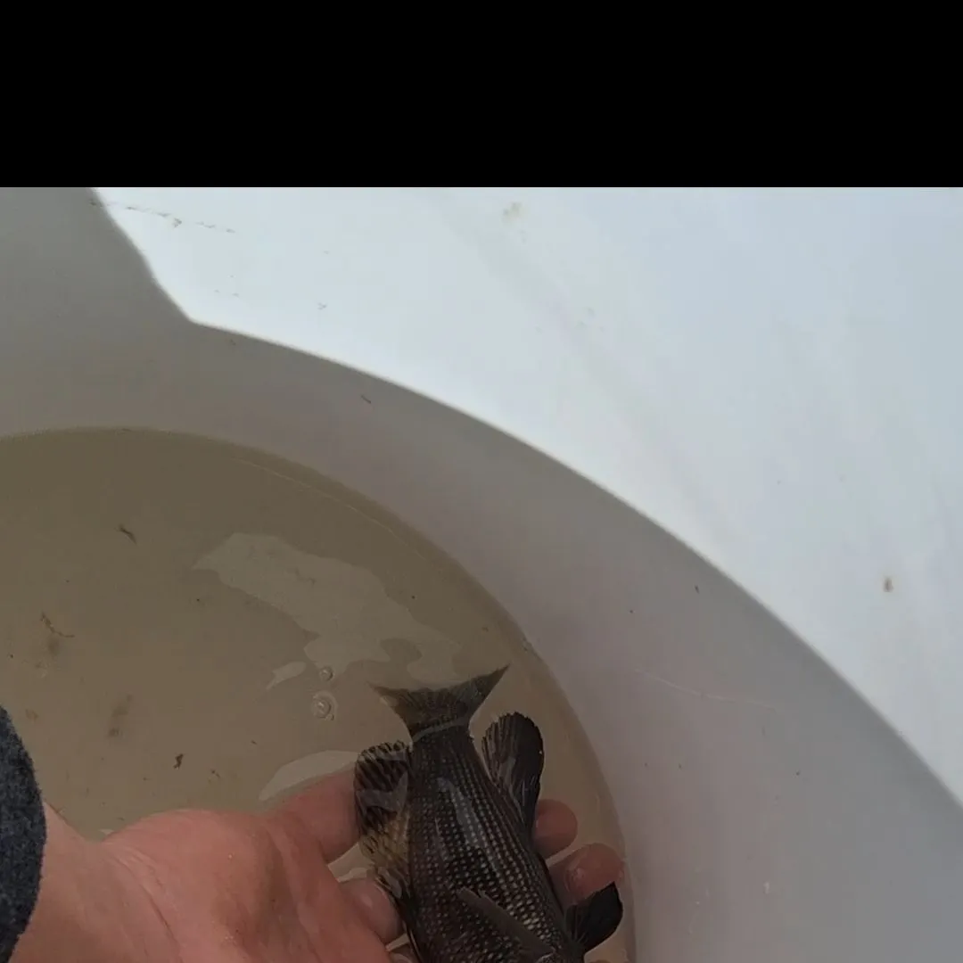 Gag grouper caught on Fishbrain